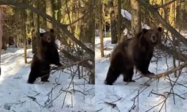 Vídeo hilário: conheça o primeiro urso personal trainer da história