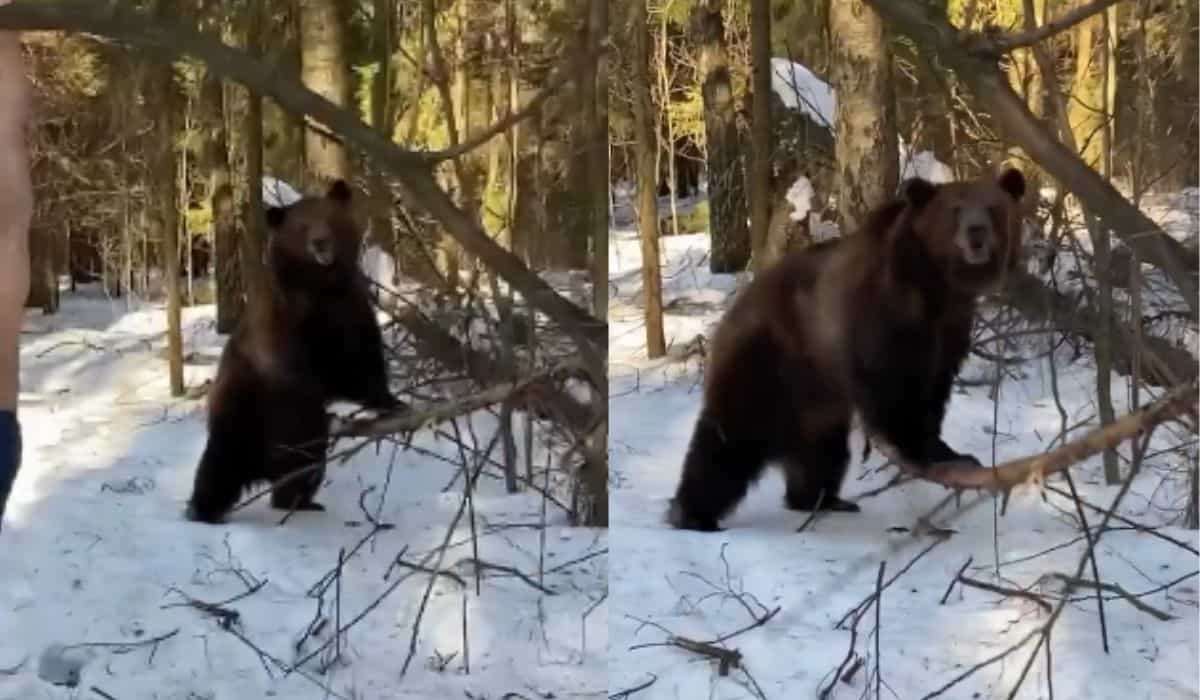 Hylende morsom video: Møt historiens første personlige trener bjørn