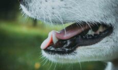 Você precisa adotar o hábito de escovar os dentes dos seus pets; saiba por quê