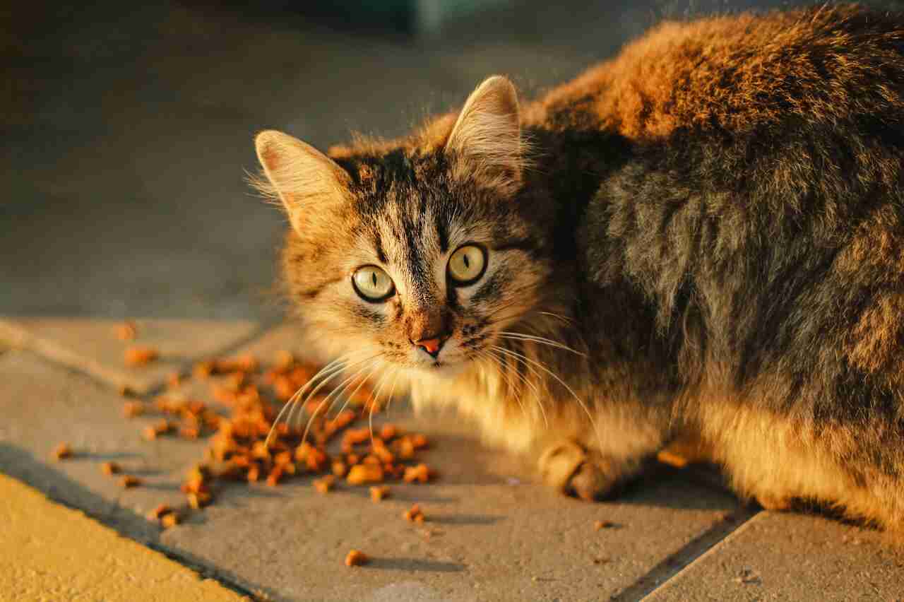 Ecco come usare l'alimentazione per controllare l'ansia del tuo gatto