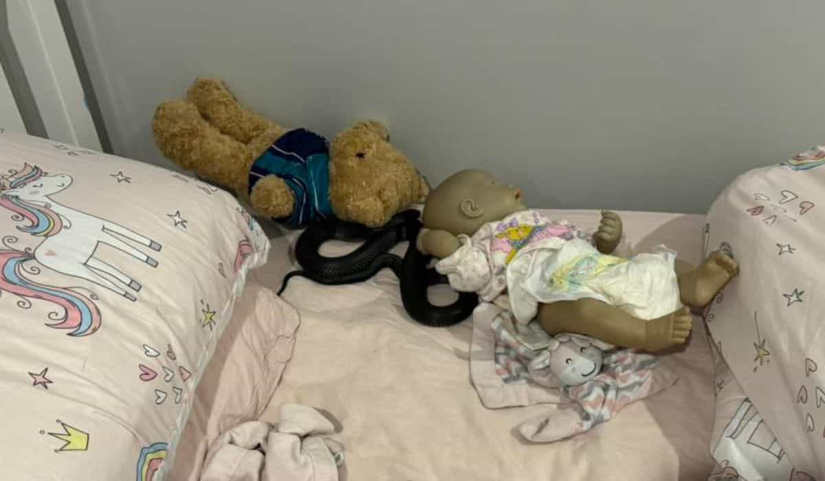Giftig orm hittad bland leksaker i barns säng i Australien