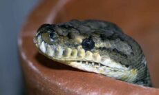 Cobras podem picar e matar mesmo depois de decapitadas; entenda