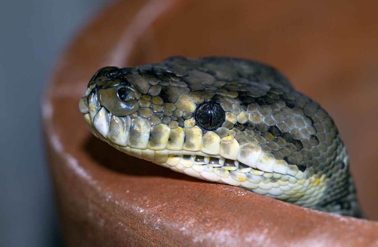 Slanger kan bite og drepe selv etter å ha blitt avkappet; forstå hvorfor
