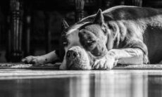 Pesquisa mostra como donos lidam com a decisão da eutanásia em cães