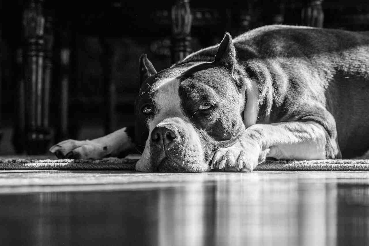 Onderzoek toont hoe eigenaren omgaan met de beslissing tot euthanasie bij honden