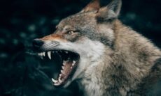 5 dicas sobre o que fazer caso sofra o ataque de um cão feroz