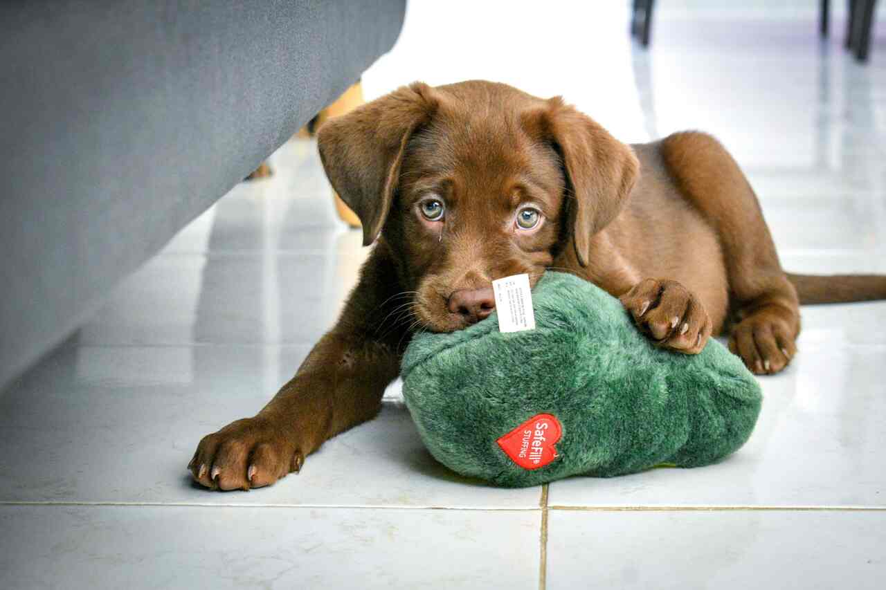 Veterinário dá dicas de alimentação, socialização e adaptação para quem tem um pet filhote