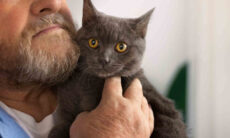 Confira as 20 melhores raças de gato para idosos