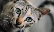 Veja como a inteligência artificial pode melhorar a saúde e bem-estar do seu gato