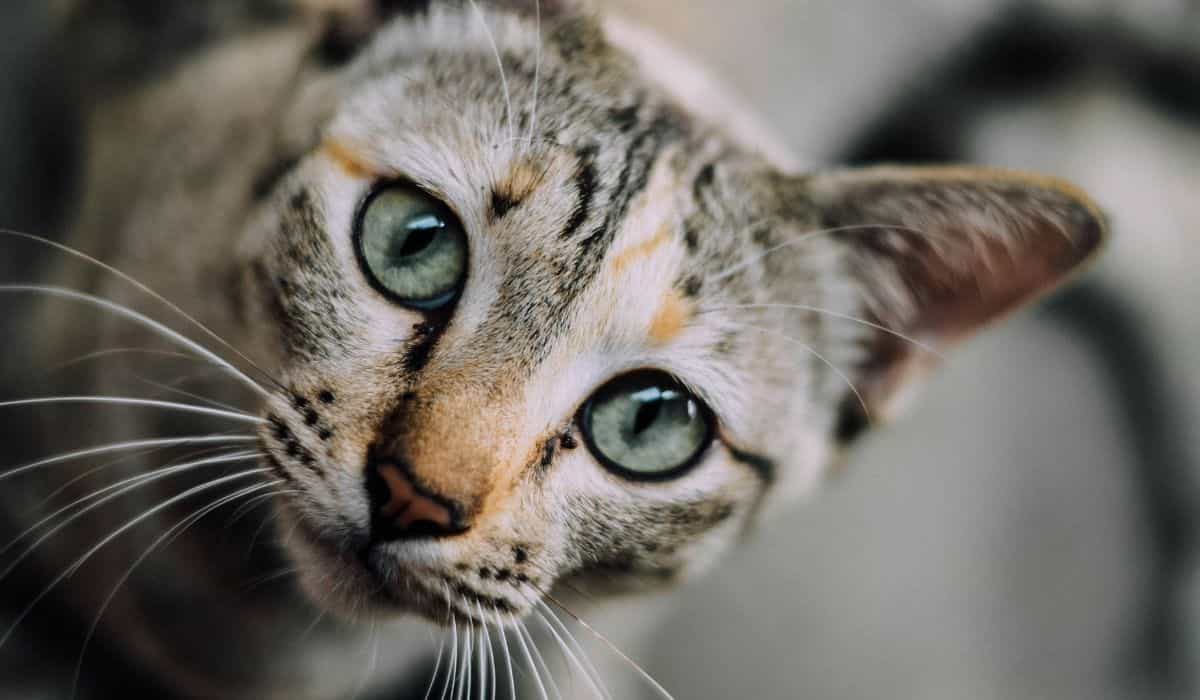 Zie hoe kunstmatige intelligentie de gezondheid en het welzijn van uw kat kan verbeteren