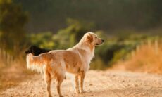 Der Hund war für die Rettung seines Besitzers verantwortlich. Foto: Helena Lopes Unsplash