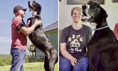 Hunden avled några dagar efter att hans rekord hade blivit erkänt. Foto: Instagram Reproduktion