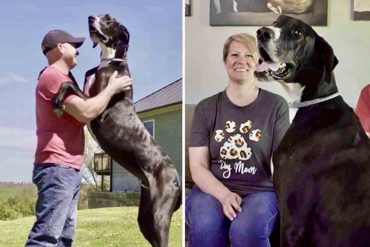 Cão mais alto do mundo morre dias depois de ter o recorde reconhecido