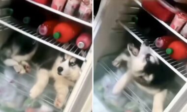 Vídeo hilário: cão se apodera da geladeira de casa e ajuda o dono na dieta