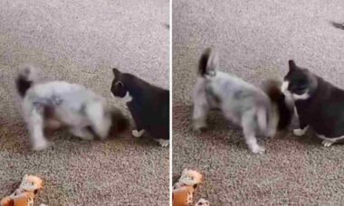 Vídeo hilário: cão metaleiro irrita gato impaciente