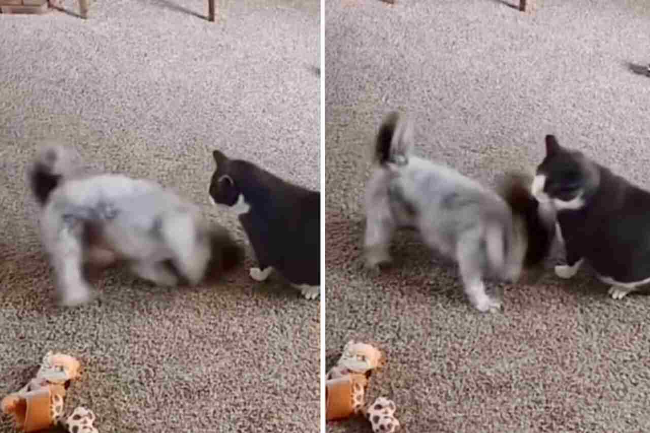 Morsomt video: Metal-hund plager utålmodig katt