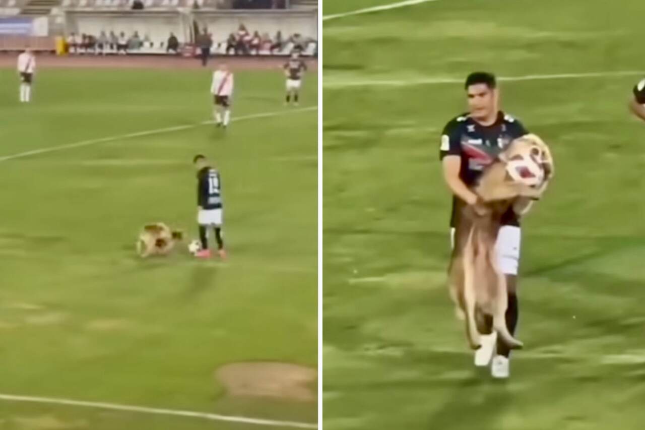 Dog interrupts soccer match. Photo: Reproduction Instagram