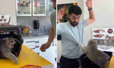 En katt attackerar veterinären. Foto: Riproduziaone Instagram