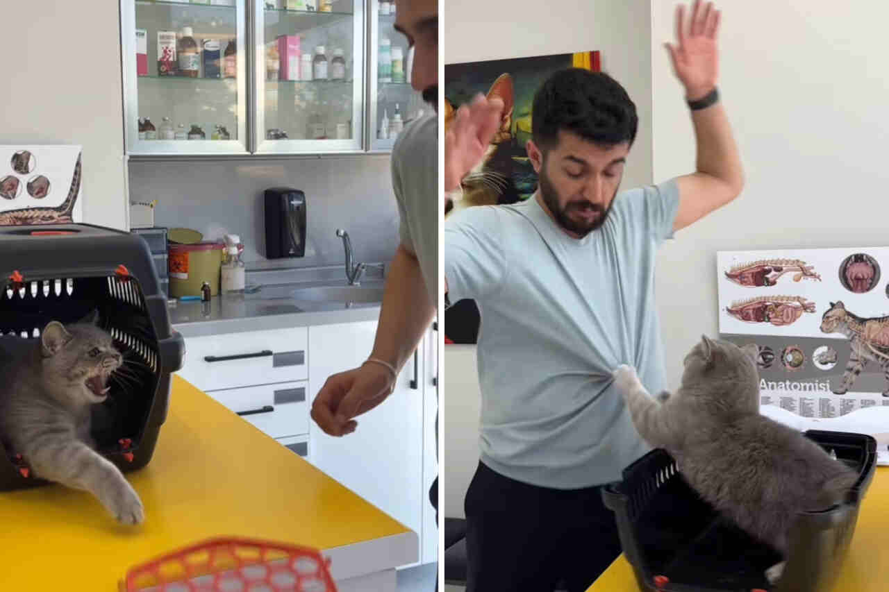 Vídeo mostra gato extremamente violento atacando veterinário