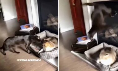 Vídeo hilário: você nem imagina do que um gato assustado é capaz