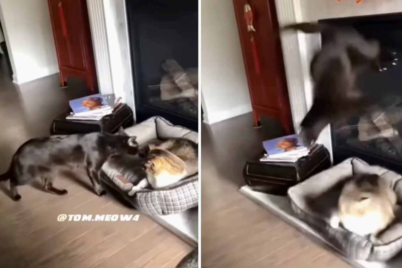 Witziges Video: Du wirst nicht glauben, zu was eine verängstigte Katze fähig ist