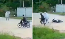 Vídeos dolorosos registram encontros violentos entre homens e animais