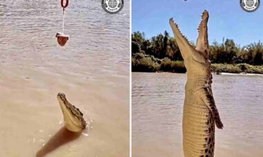 Vídeo impressionante registra 'voo' de crocodilo em busca de um petisco