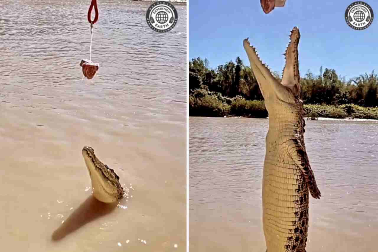 Vídeo impressionante registra 'voo' de crocodilo em busca de um petisco