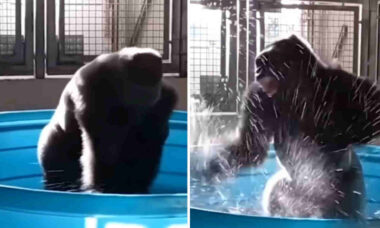 Vídeo hilário: gorila entra em caixa d'água e dança loucamente