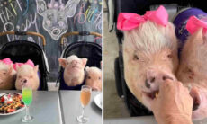 Vídeo fofo: porquinhos saboreiam waffle coberto com chocolate