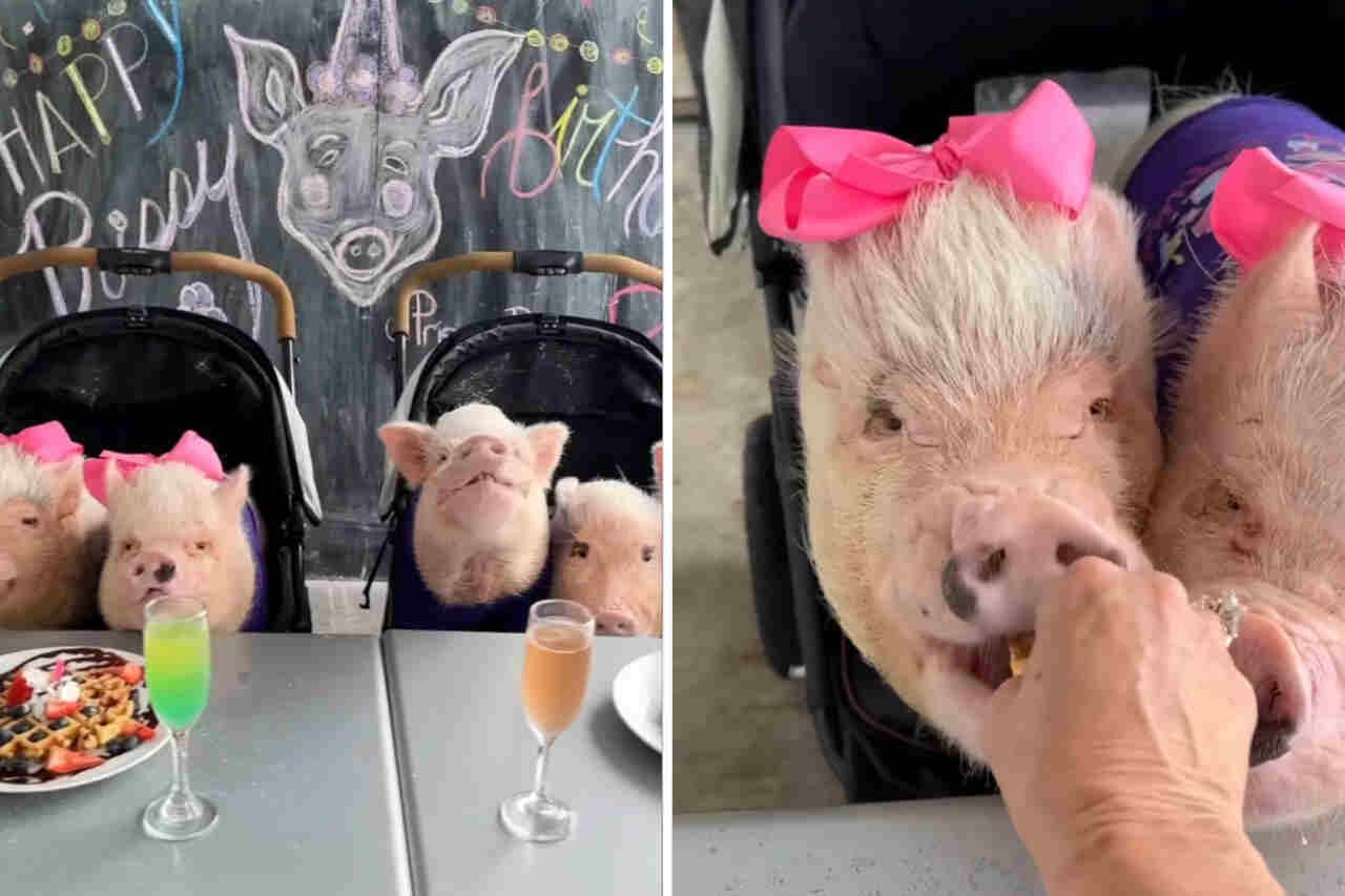 Cute video: pigs enjoy waffle covered with chocolate