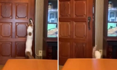 Vídeo hilário reúne gatos especializados em arrombamentos