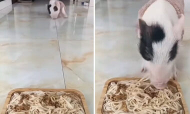 Vídeo hilário: porquinho esfomeado derrapa várias vezes até chegar ao jantar
