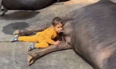 Vídeo hilário: bebê guloso não deixa vaca descansar em paz