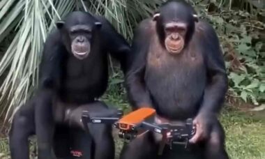 Em vídeo, chimpanzé ensina como pilotar um drone