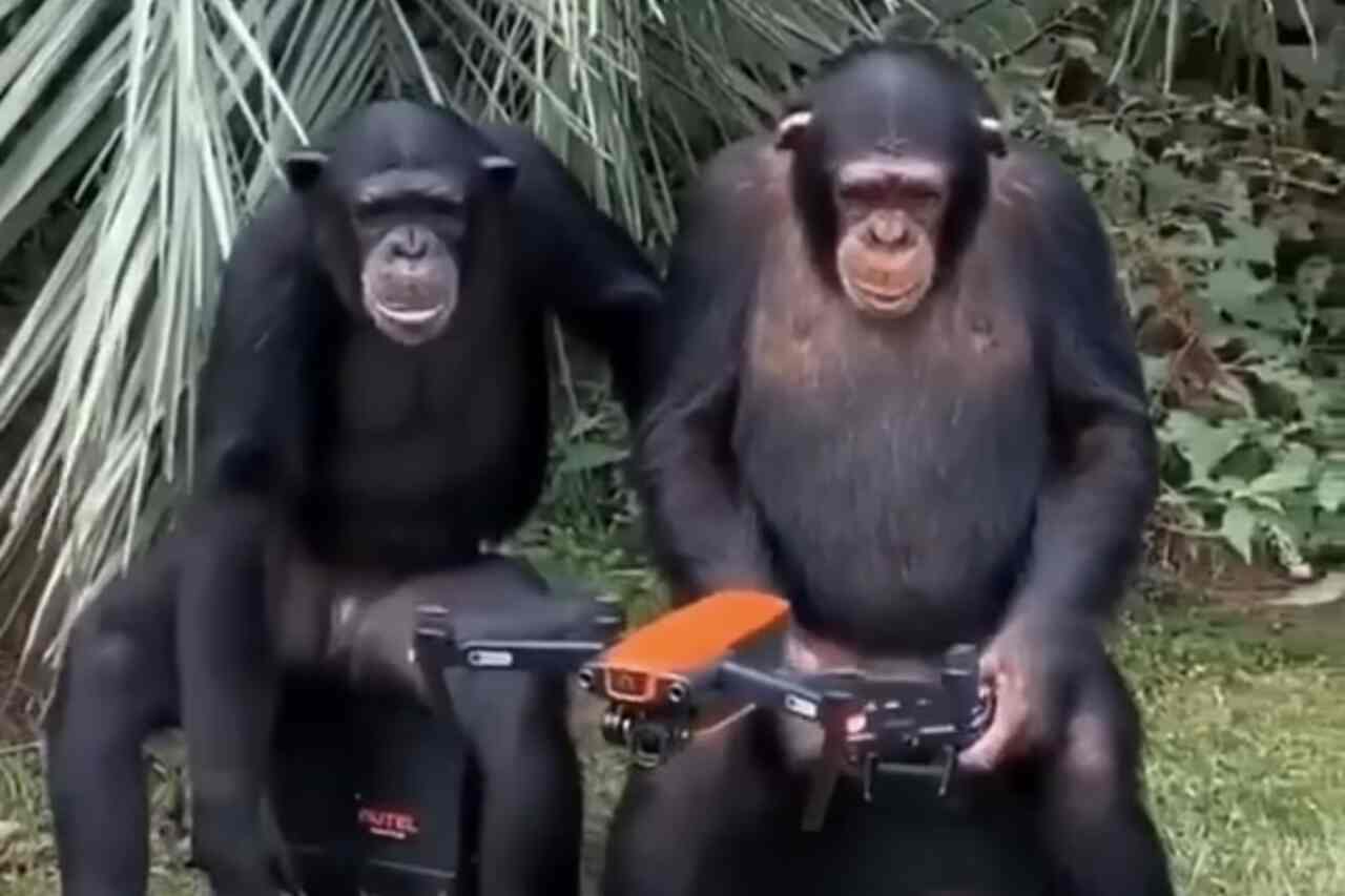 In een video leert een chimpansee hoe je een drone bestuurt