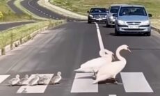 Verkehr stoppt, während ein Gänsenpaar und ihre Küken die Autobahn überqueren. Foto: Instagram Reproduktion