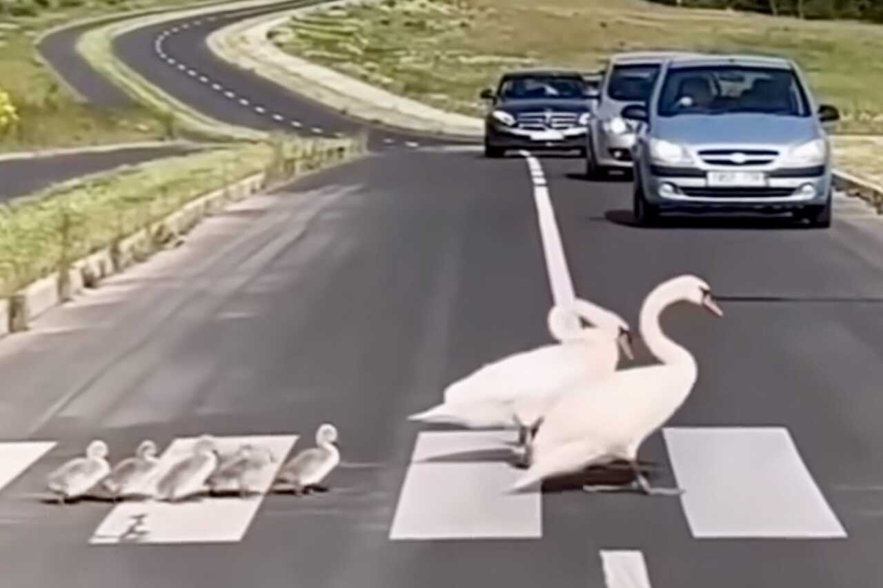 Trafiken stannar medan gåsparet och deras gässungar korsar motorvägen. Foto: Instagram Reproduktion