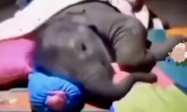 Vídeo fofo: bebê elefante faz de tudo para dormir com seu cuidador