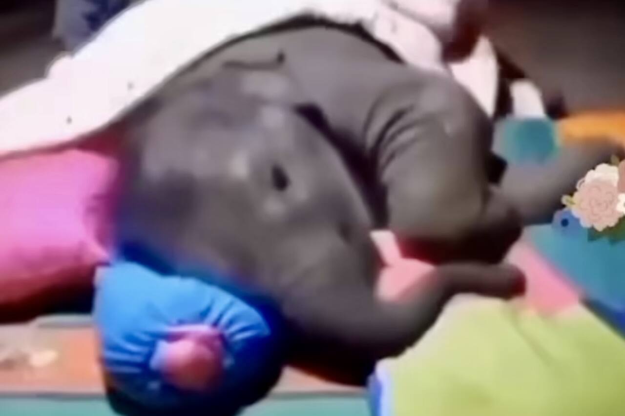 Video carino: un cucciolo di elefante fa di tutto per dormire con il suo custode