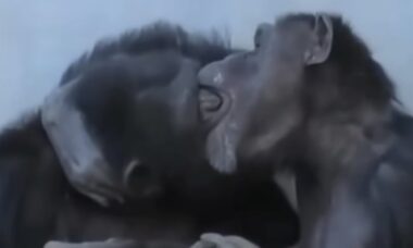Das Schimpansenpaar tauscht einen leidenschaftlichen Kuss aus. Foto: Instagram-Wiedergabe