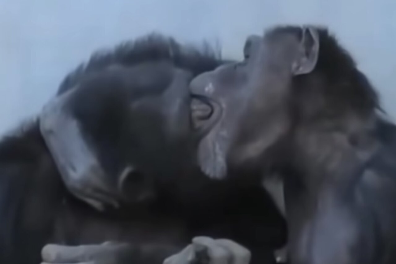 Het chimpanseestel wisselt een gepassioneerde kus uit. Foto: Instagram Reproductie