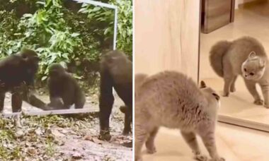 Djur framför en spegel för första gången. Foto: Reproduktion Instagram