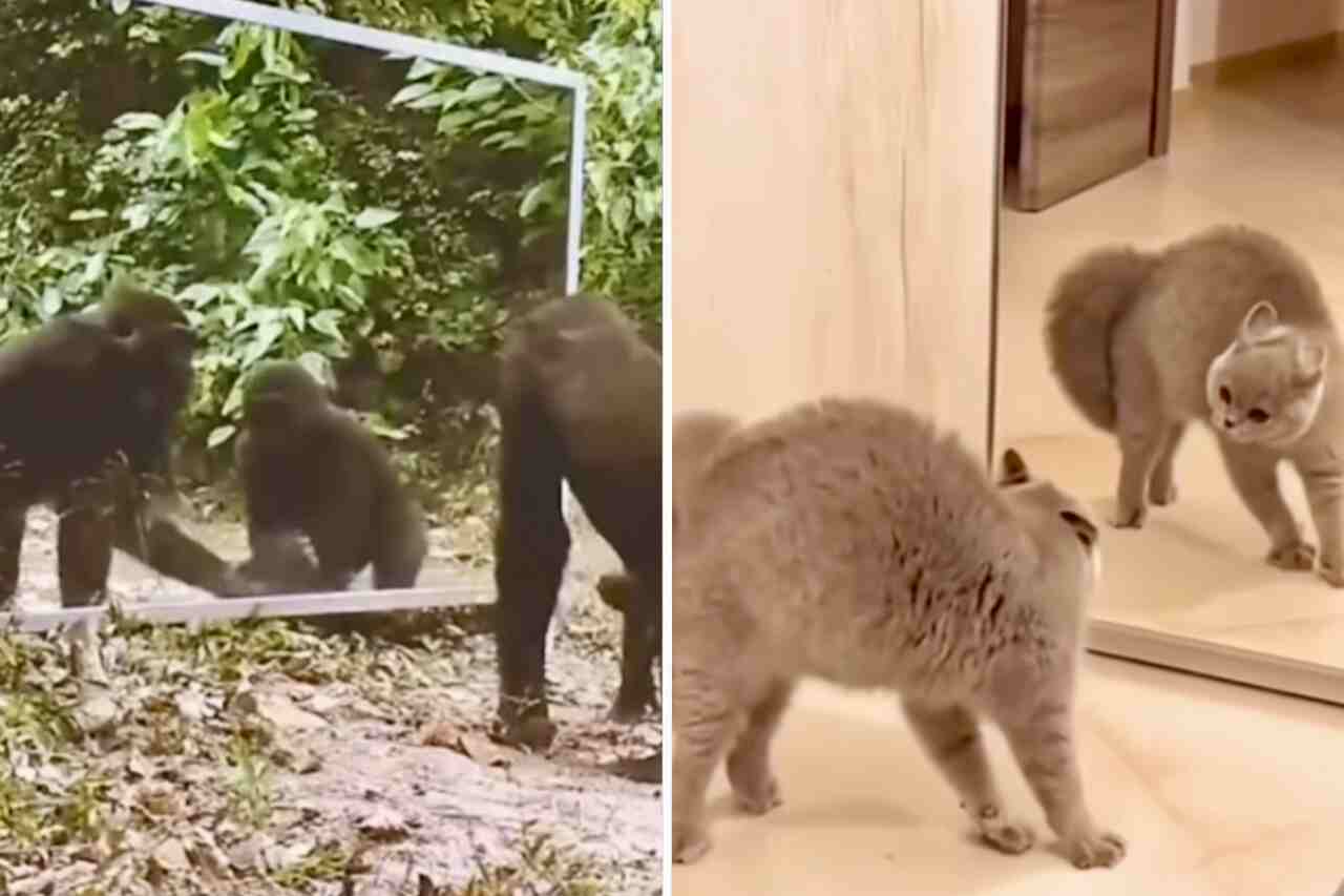 Vídeo hilário mostra animais diante de um espelho pela primeira vez