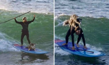 Vídeo: cão faz manobras impressionantes com seu dono no surfe