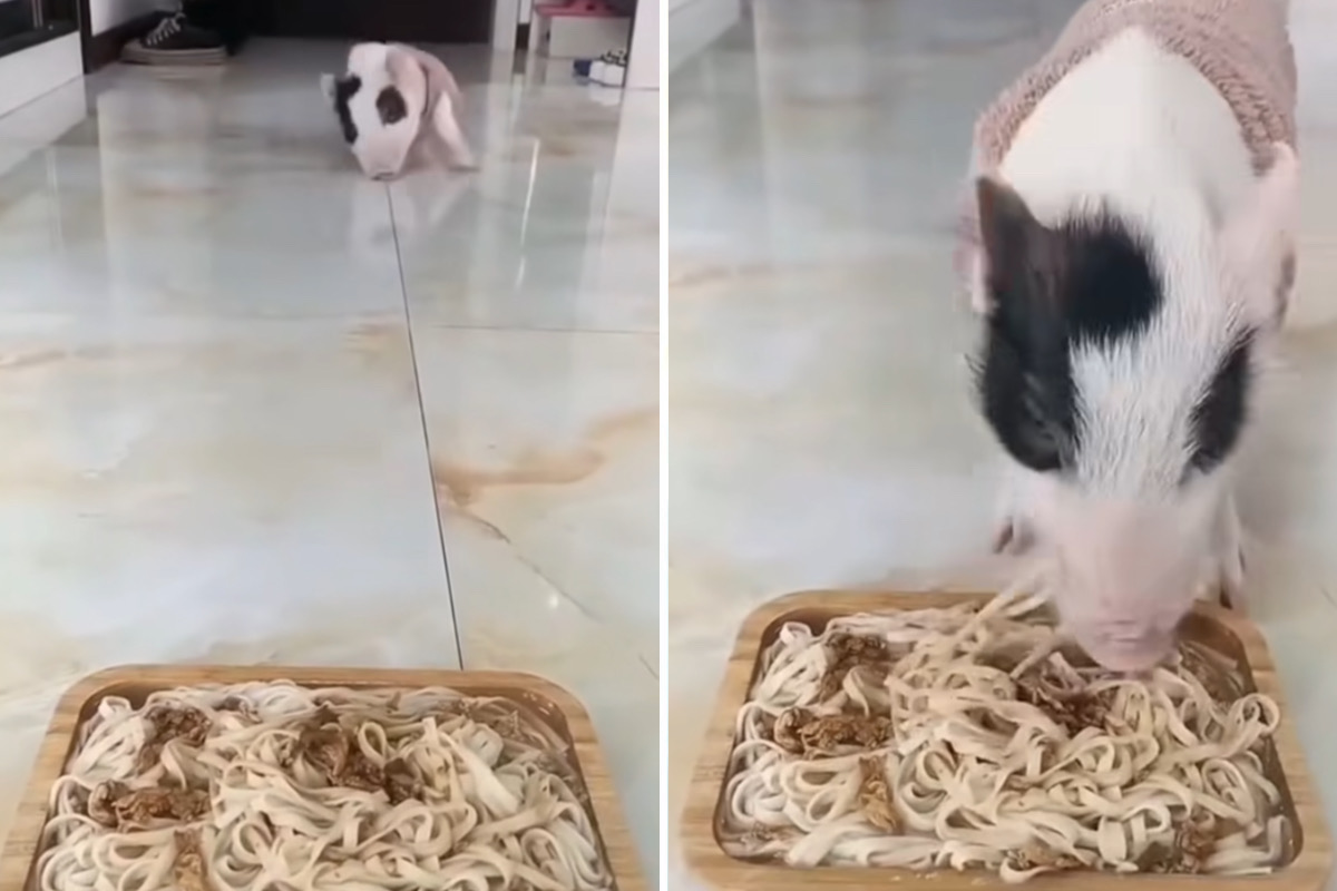 Hilarious Video: Hungry Piglet Slips Multiple Times on Its Way to Dinner