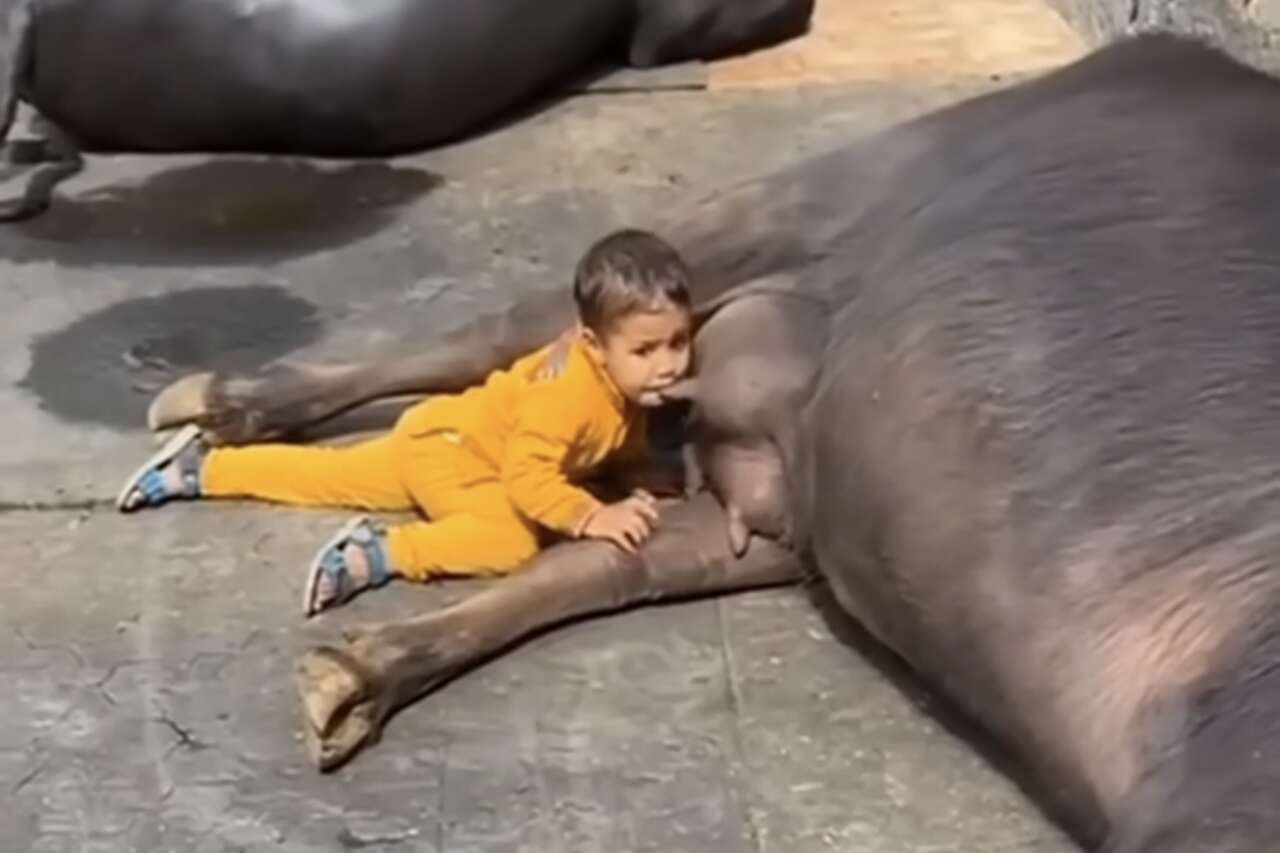 Hilarious video: greedy baby doesn't let cow rest in peace