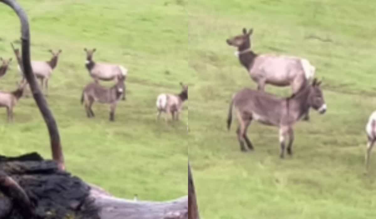 Pet donkey goes missing for 5 years, joins a herd of elk, and becomes wild