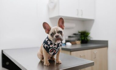 3 dicas de especialistas para acalmar seu cão nas visitas ao veterinário