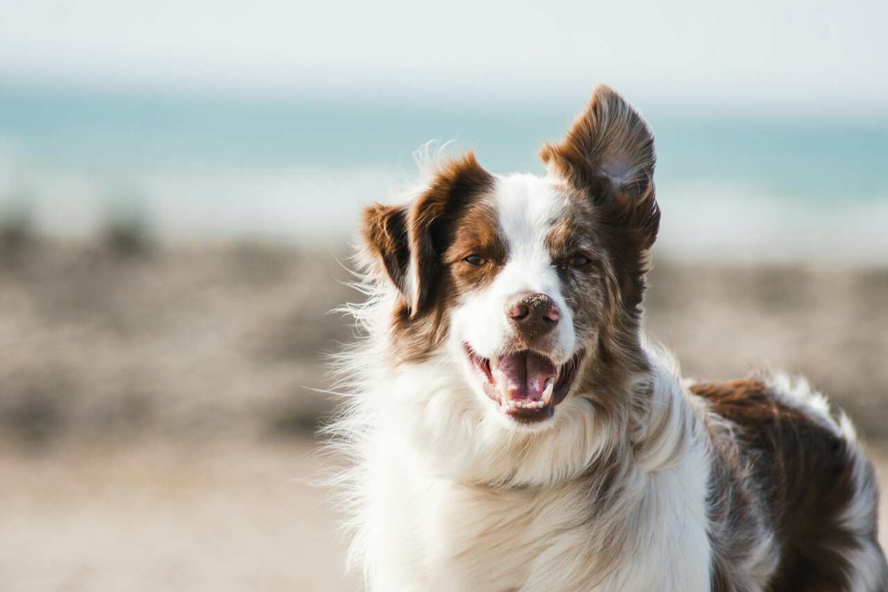 Conheça as 10 raças de cães mais felizes e animados